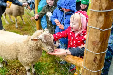 Family friendly goat feeding opportunities
