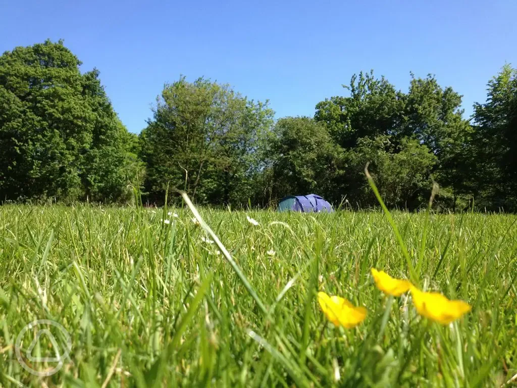 Tent camping at Swattesfield Campsite