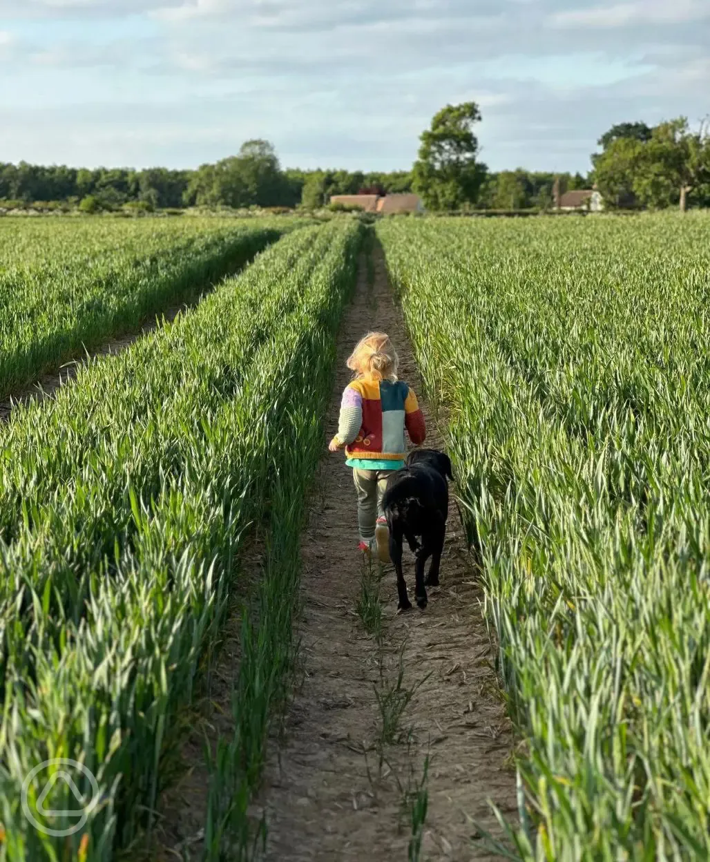 Children running through field with dog