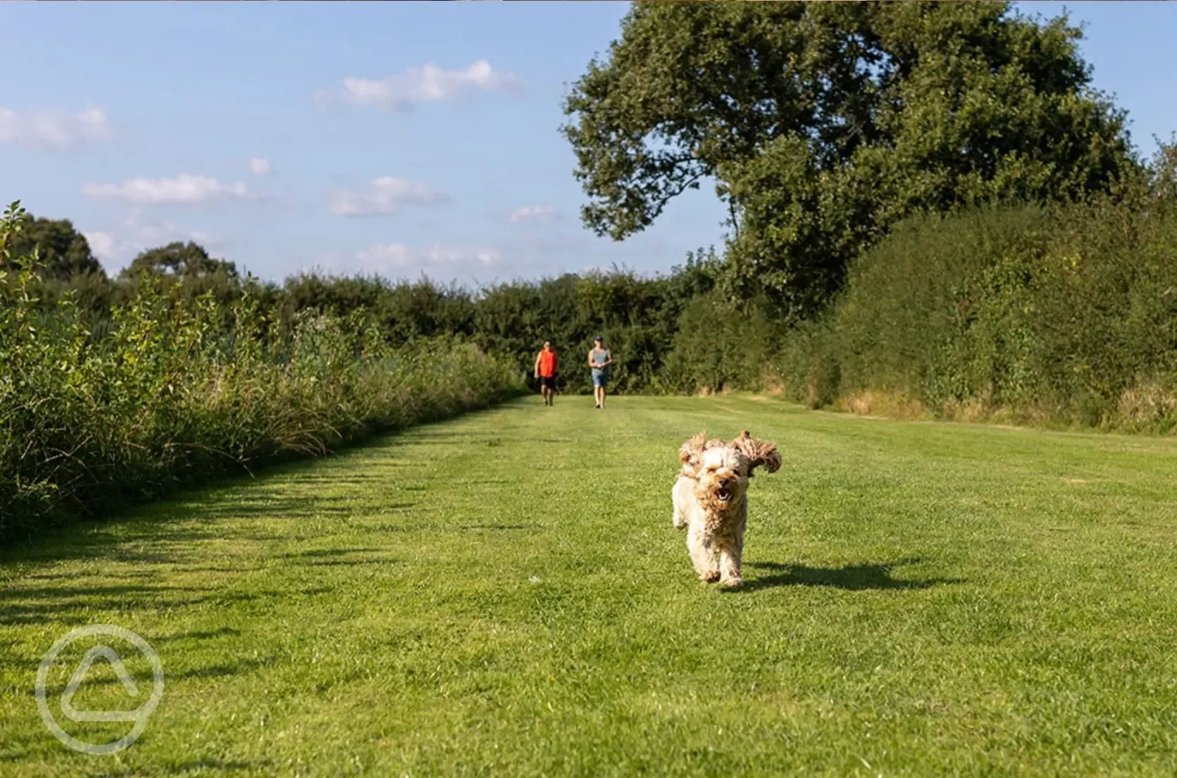 Dog walk