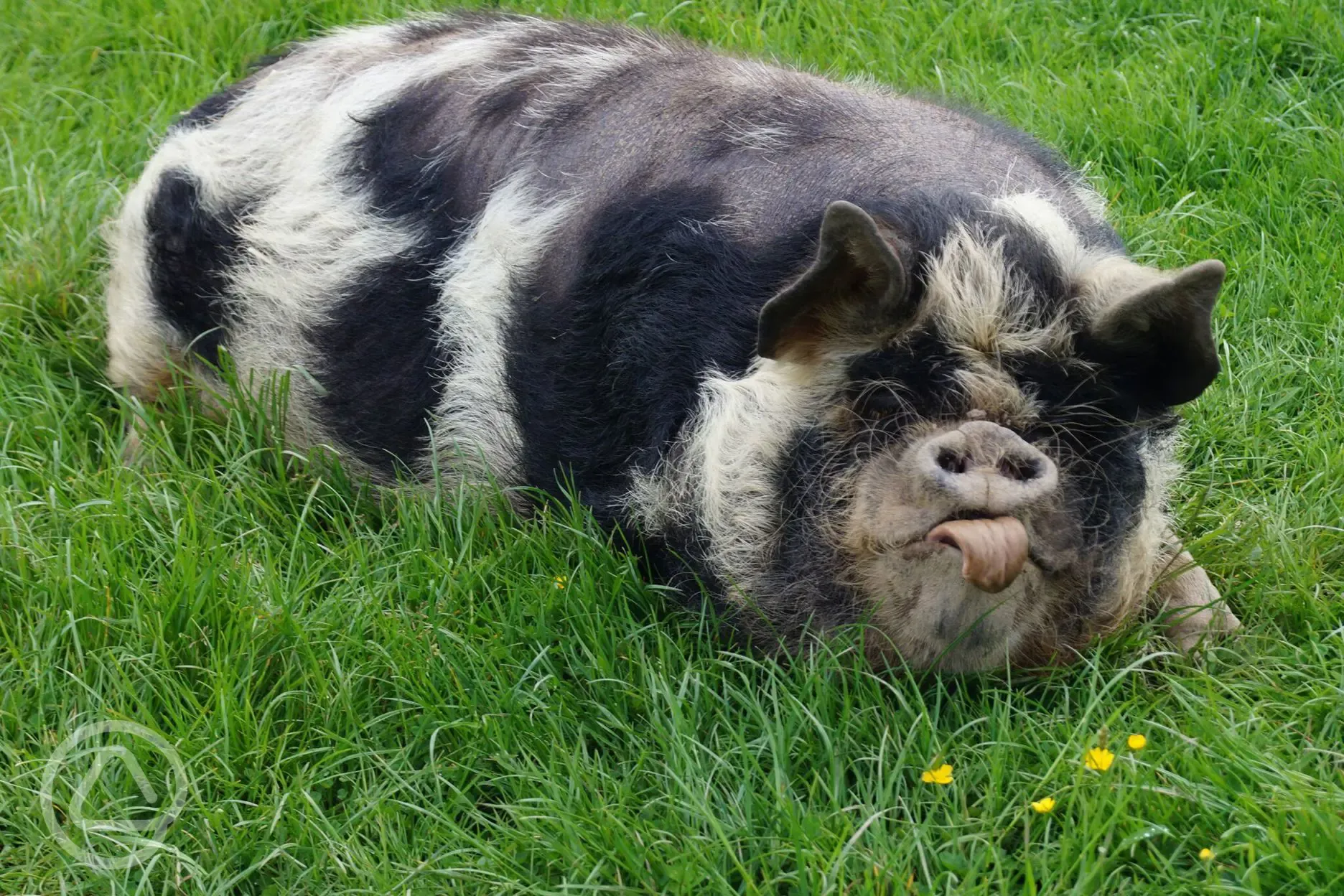 Friendly pigs Tremeer Farm