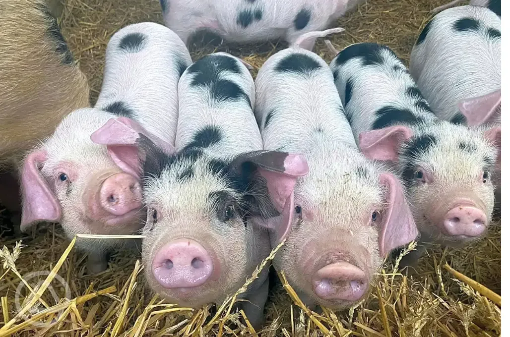 Farm animals