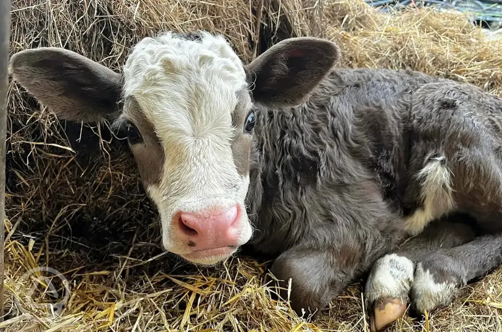 Farm animals