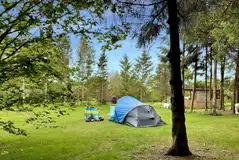Non electric grass pitches in the woodland