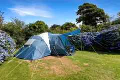 Extra large hedged grass pitches (optional electric) at Tehidy Holiday Park