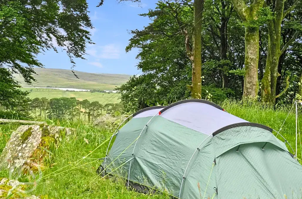 Wild tent pitches