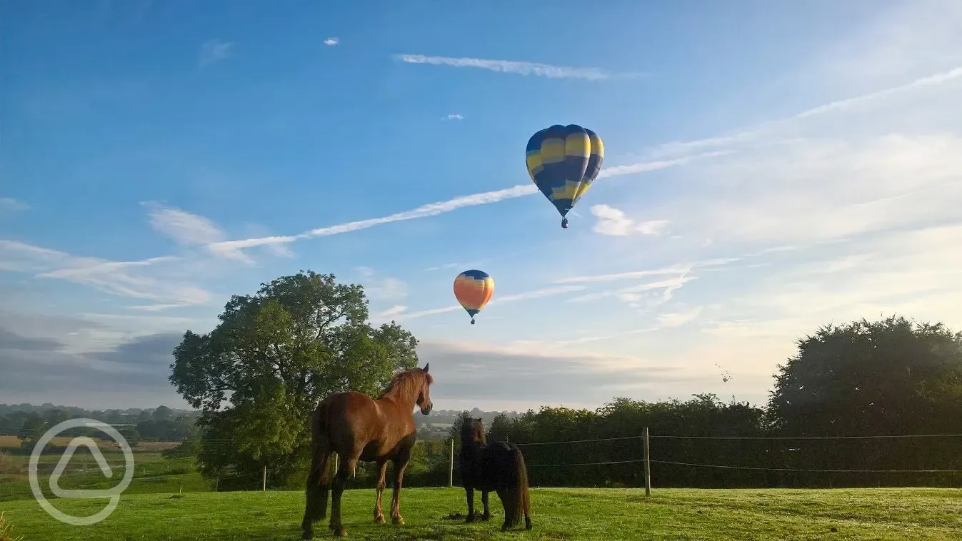 Our horses admiring hot air balloons over the caravan park.