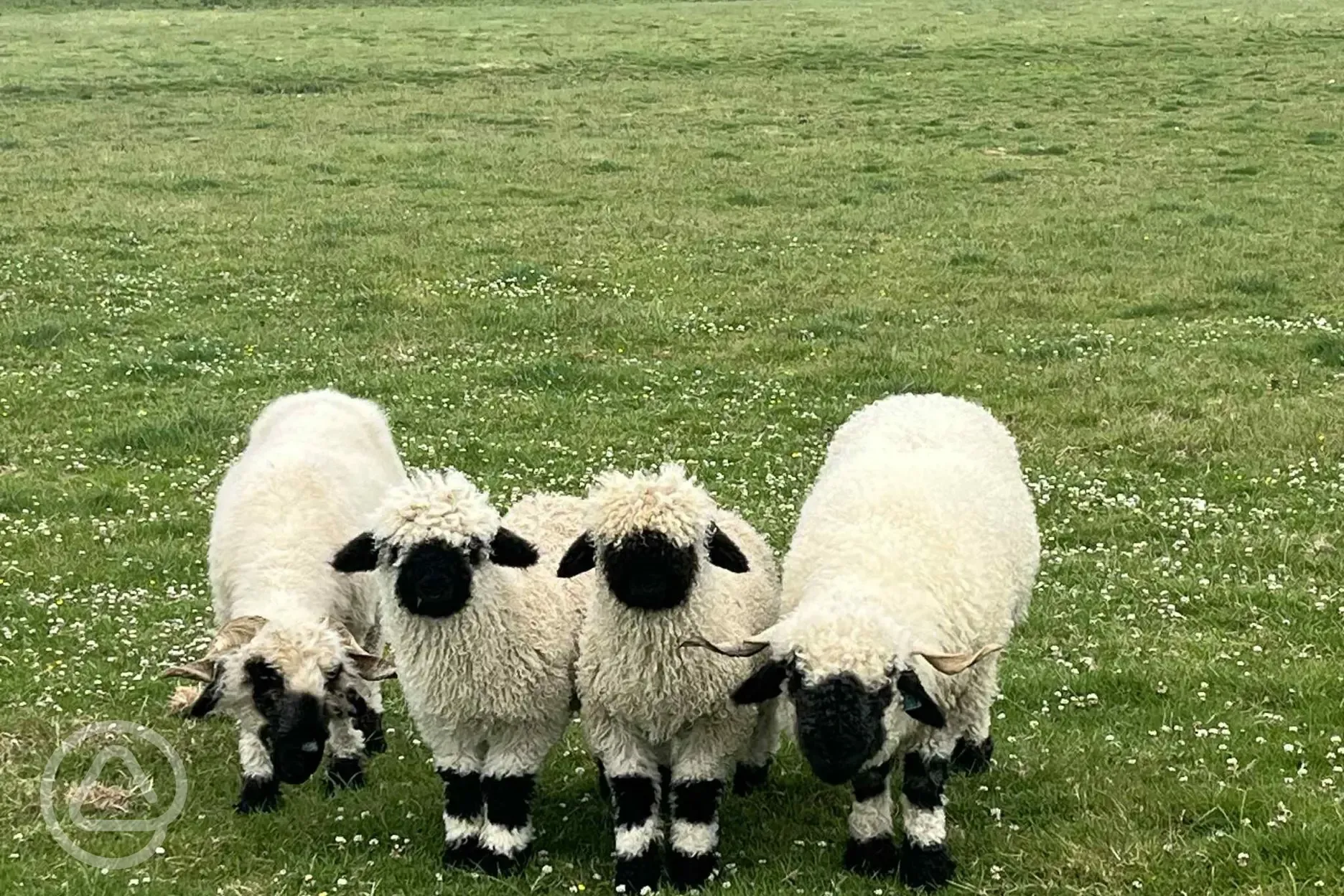 Onsite animals