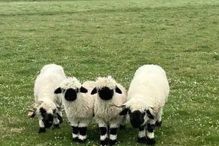 Dewflock Farm, Dorchester, Dorset (5.3 miles)