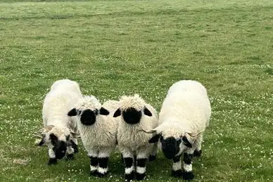 Dewflock Farm