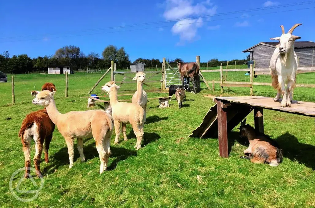 Goats and alpacas onsite