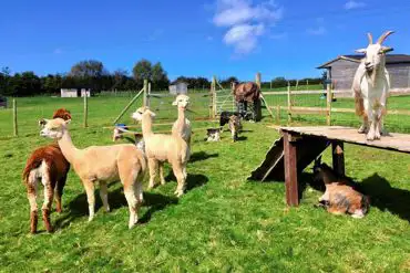 Goats and alpacas onsite