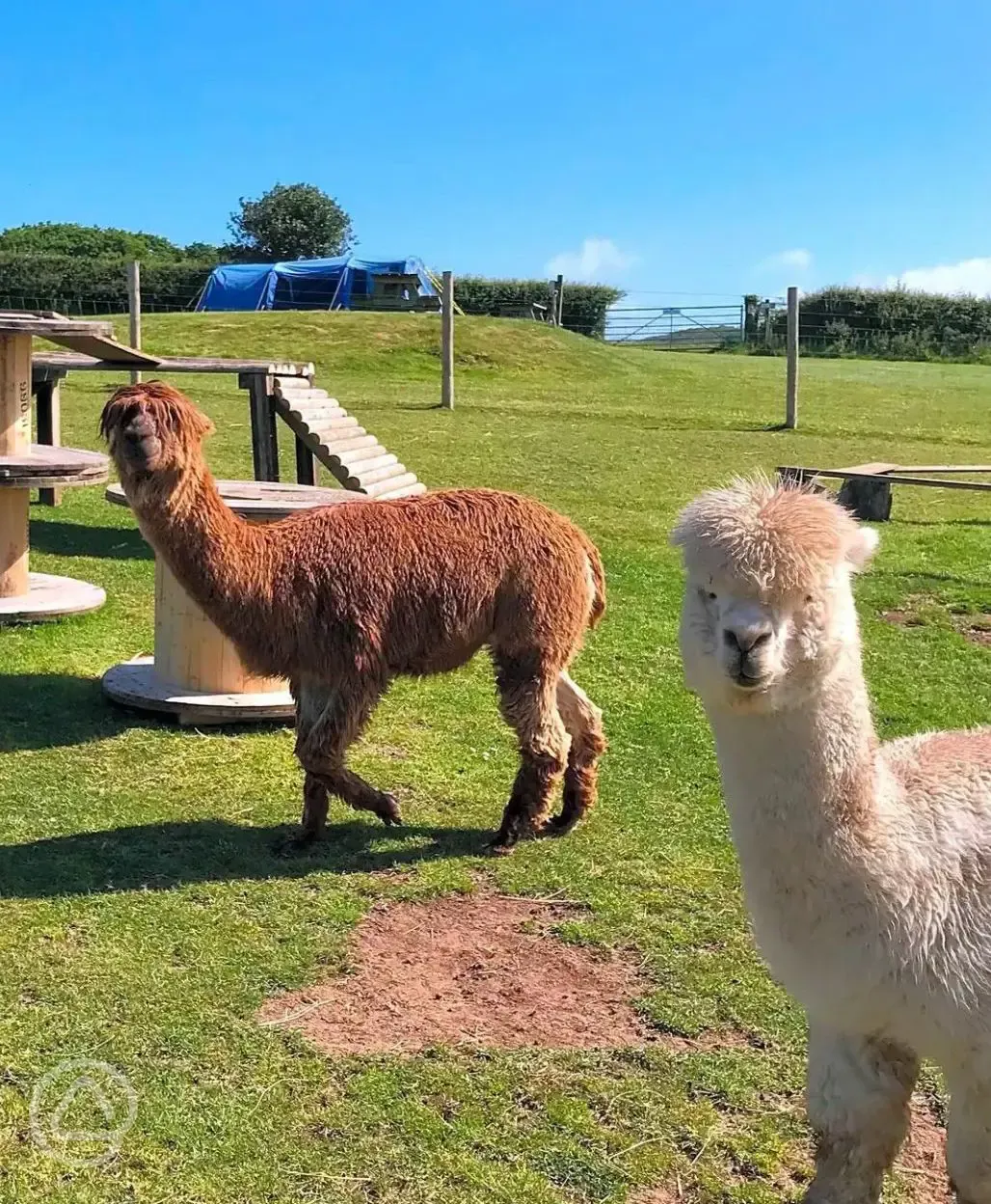 Alpacas