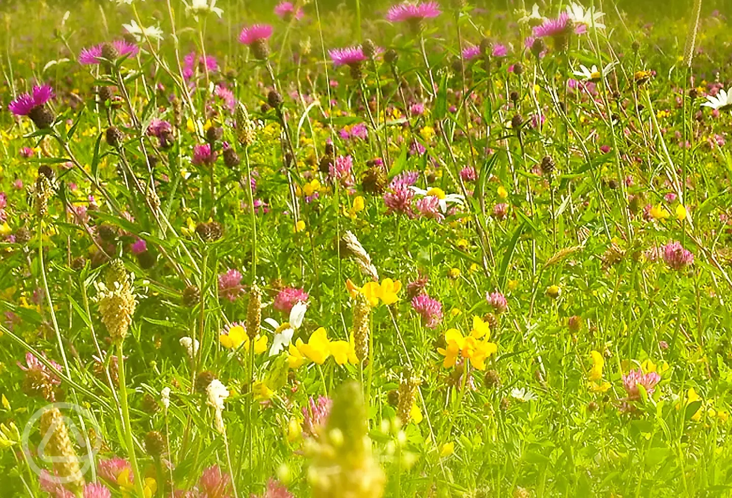 Wildflowers