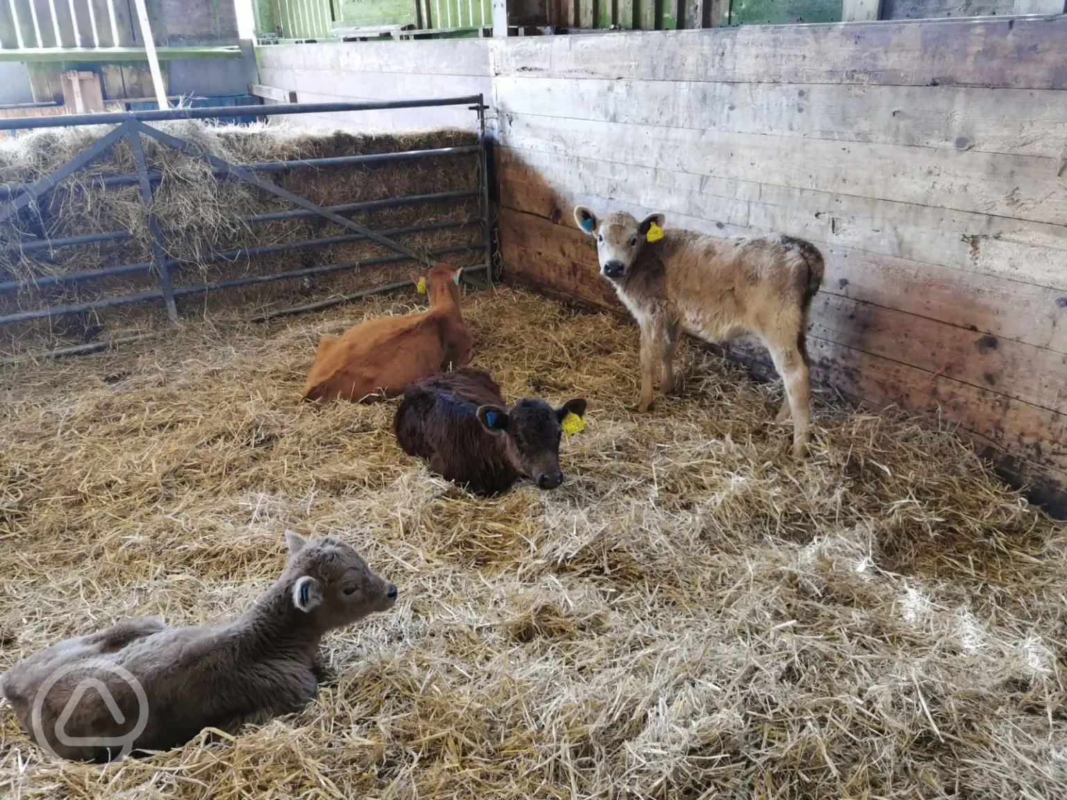 Baby animals on the farm