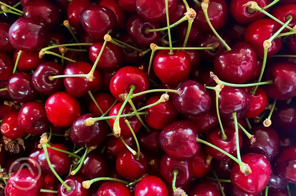 Cherries from the orchard 