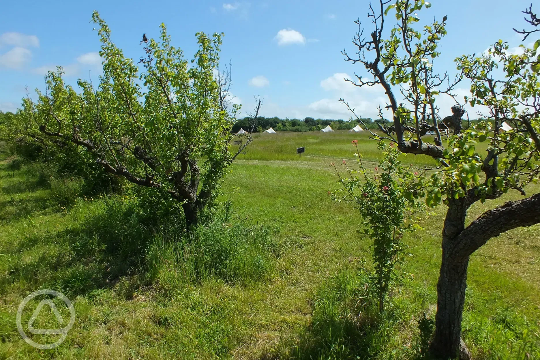 Bell tents through the orchard trees