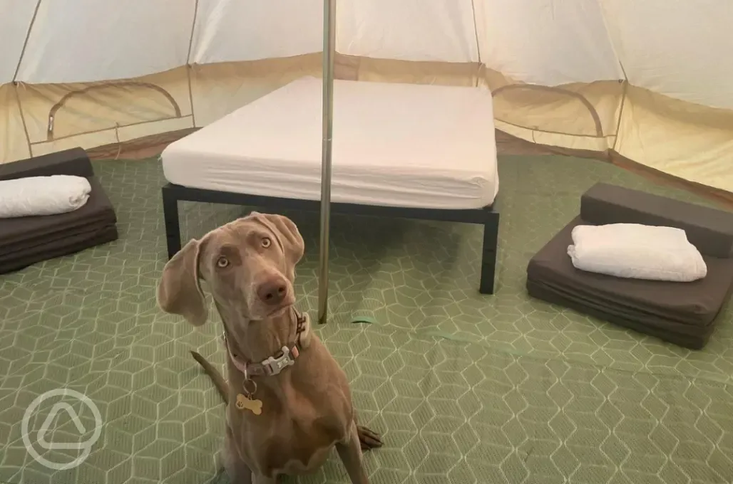 Some part-furnished bell tents are available for dogs
