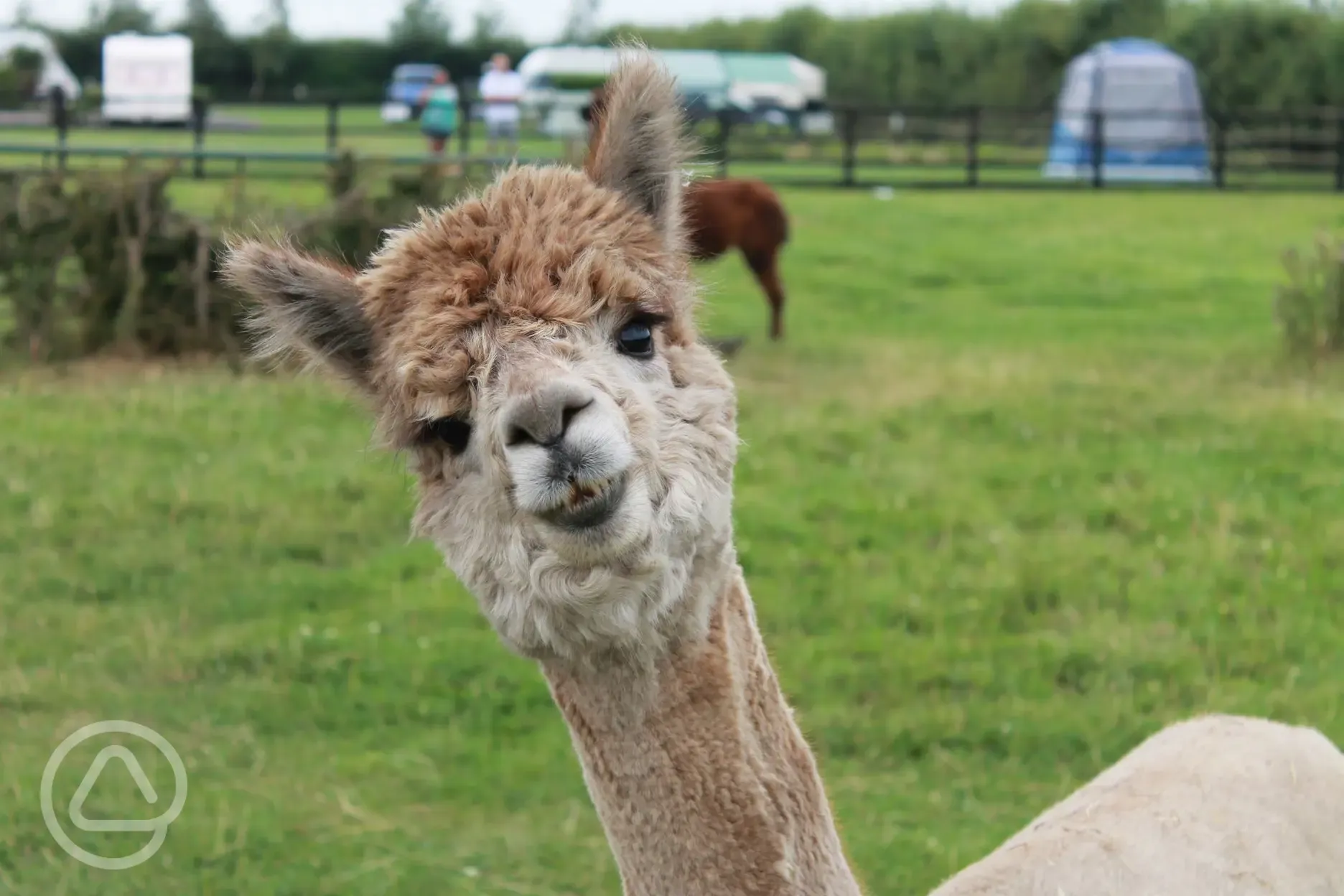 Another Alpaca Because you cant have enough pictures