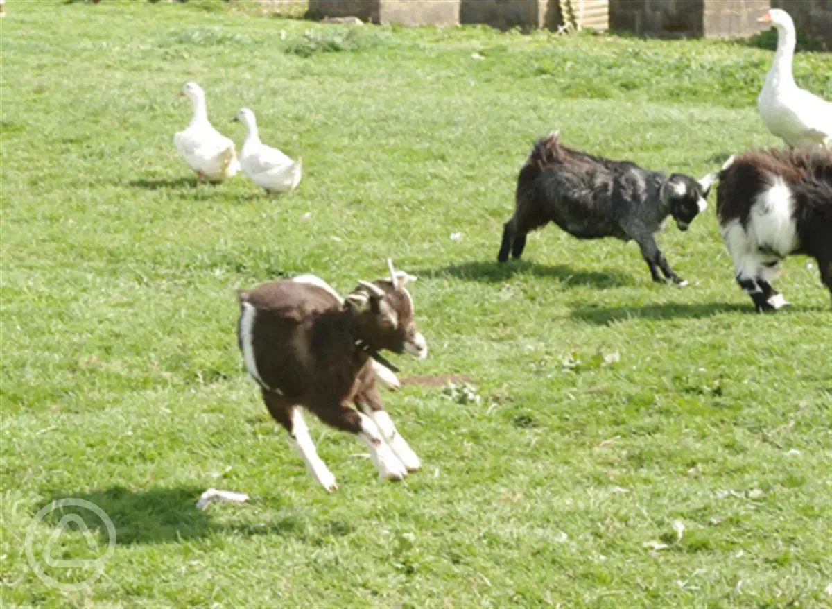 Goats at Standen Lodge