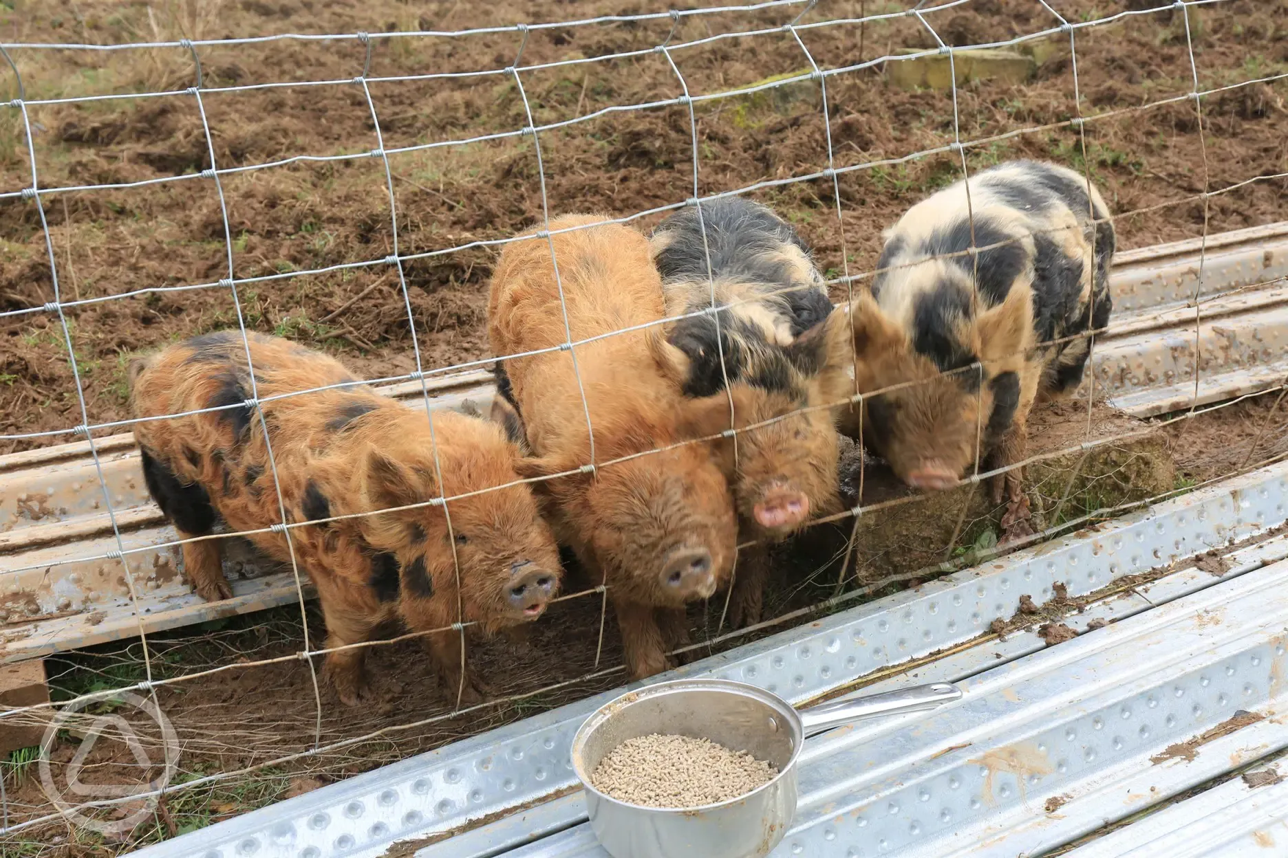 Friendly pigs at Hideaway Camping