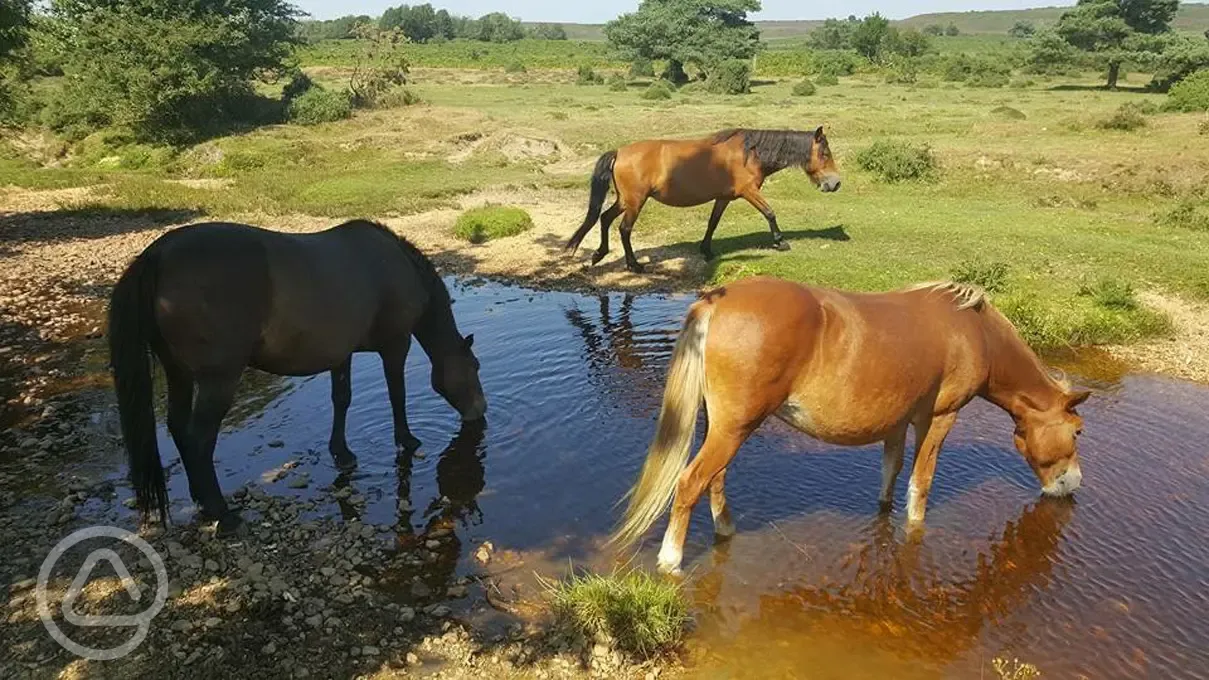 New Forest wildlife - free-roaming horses