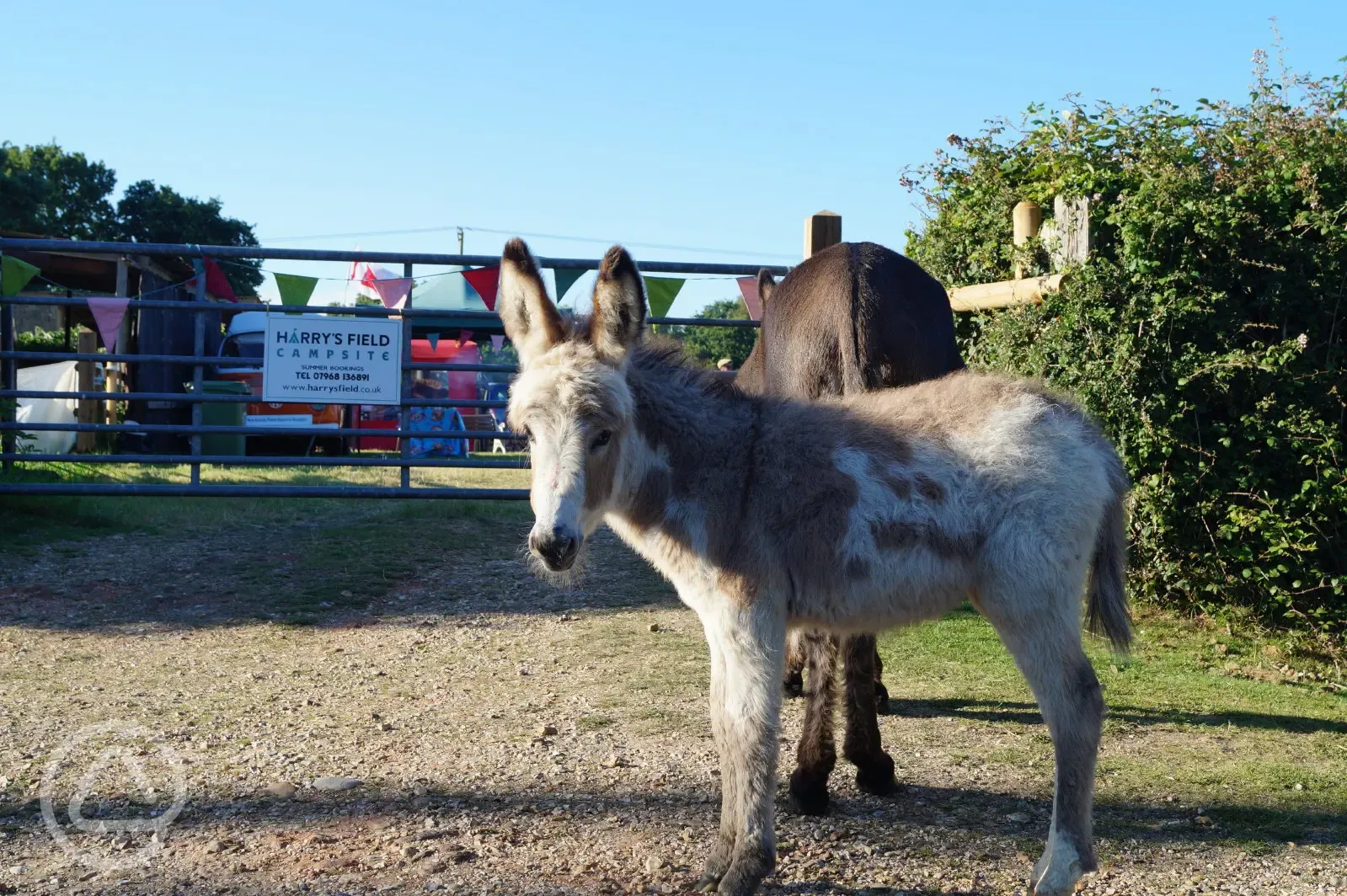 New Forest wildlife - free-roaming donkeys