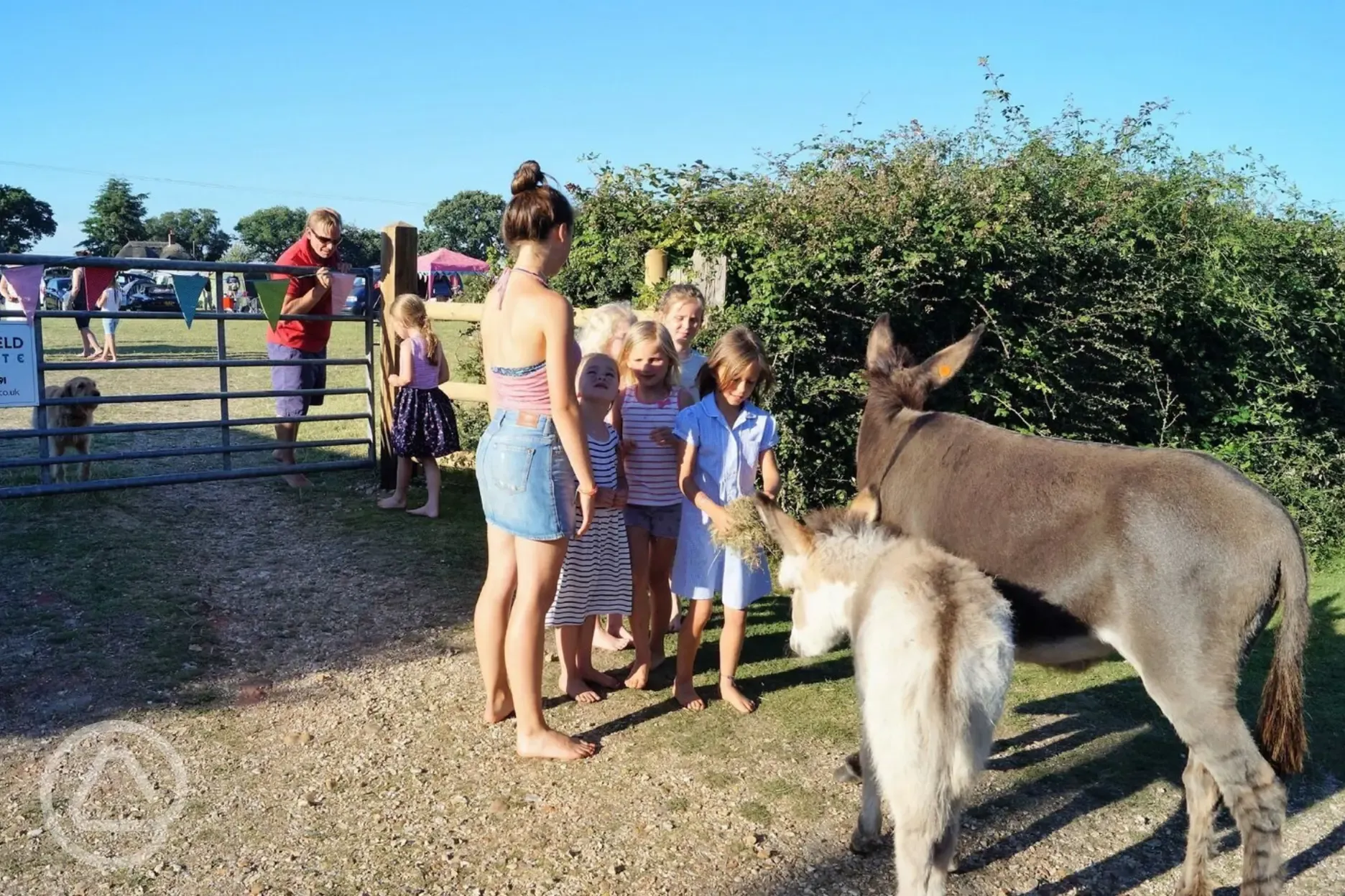 New Forest wildlife - free-roaming donkeys