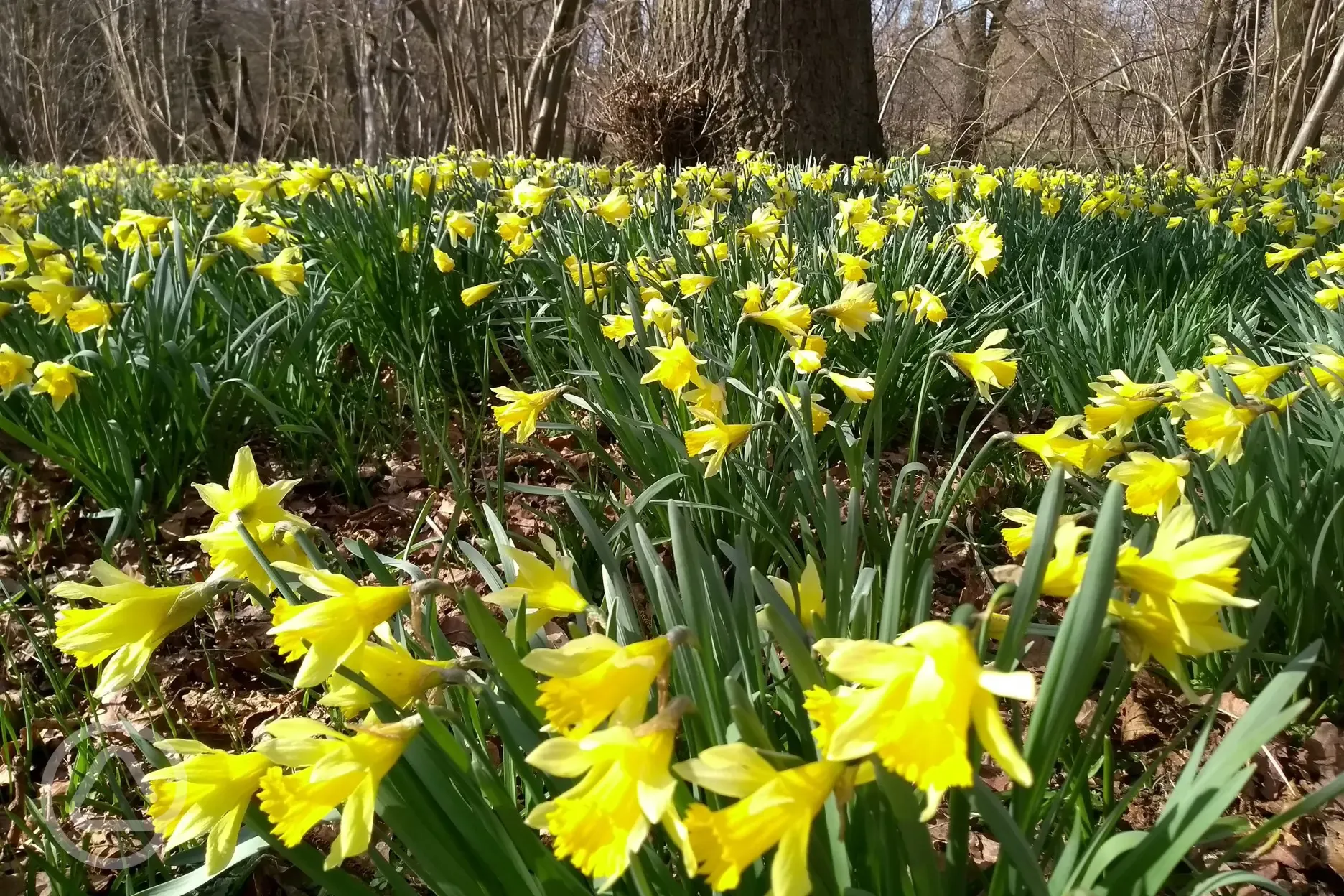 Daffodils in the woods