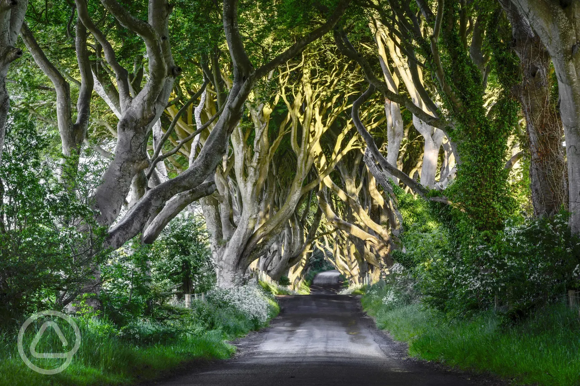 Visit the Dark Hedges, a film location for Game of Thrones