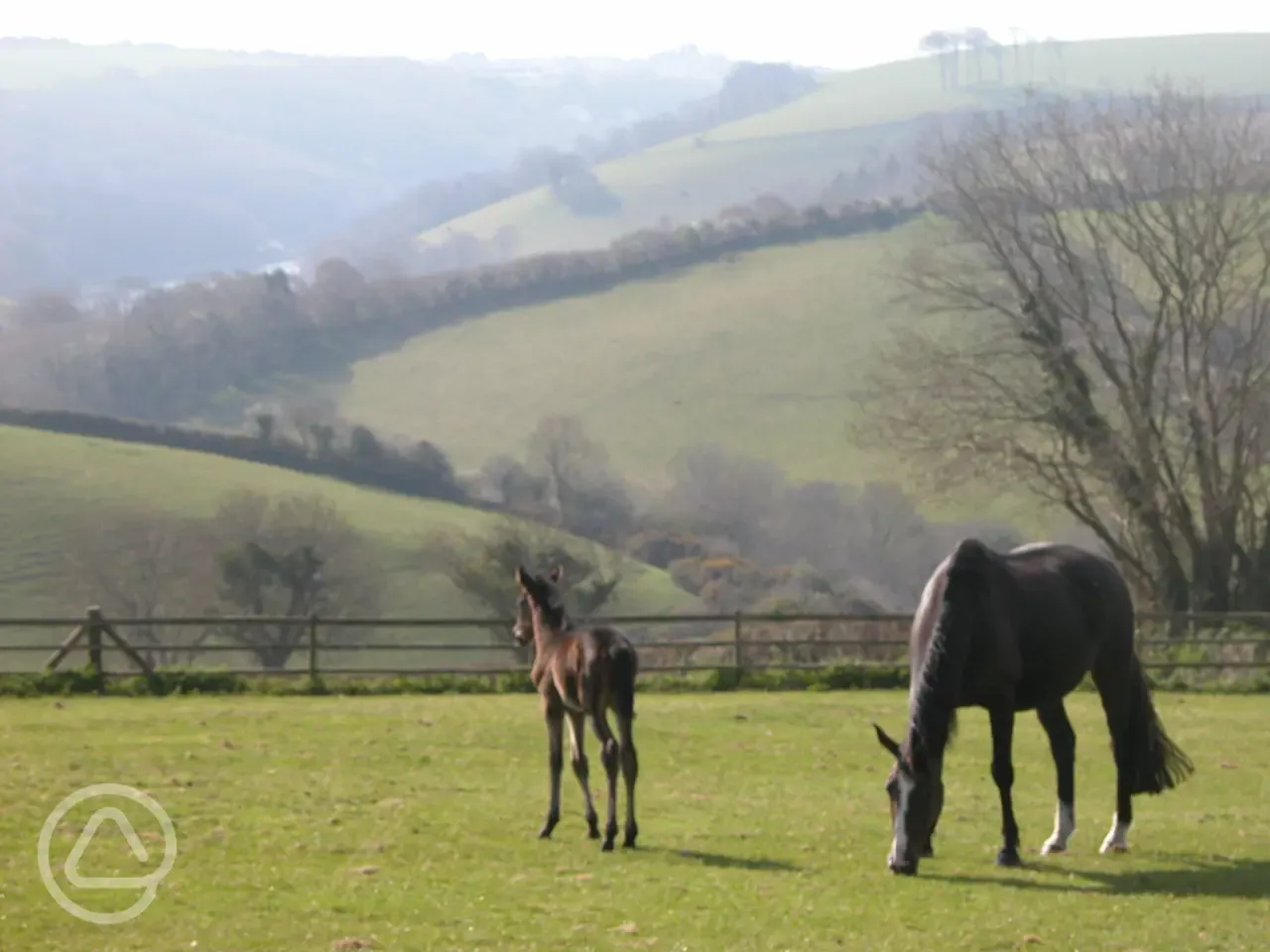 Mare and foal at Treworgey Farm