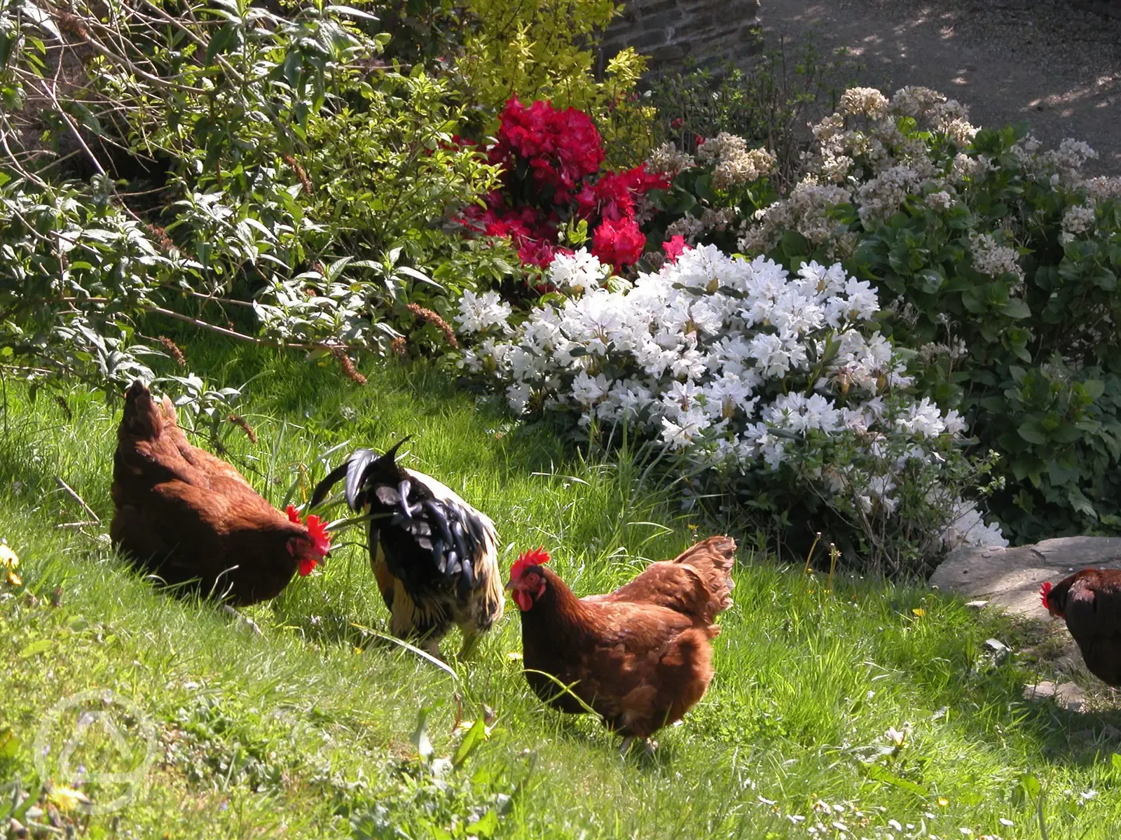 Chickens at Treworgey Farm