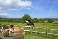 Horses in the field next to Hideaway Huts
