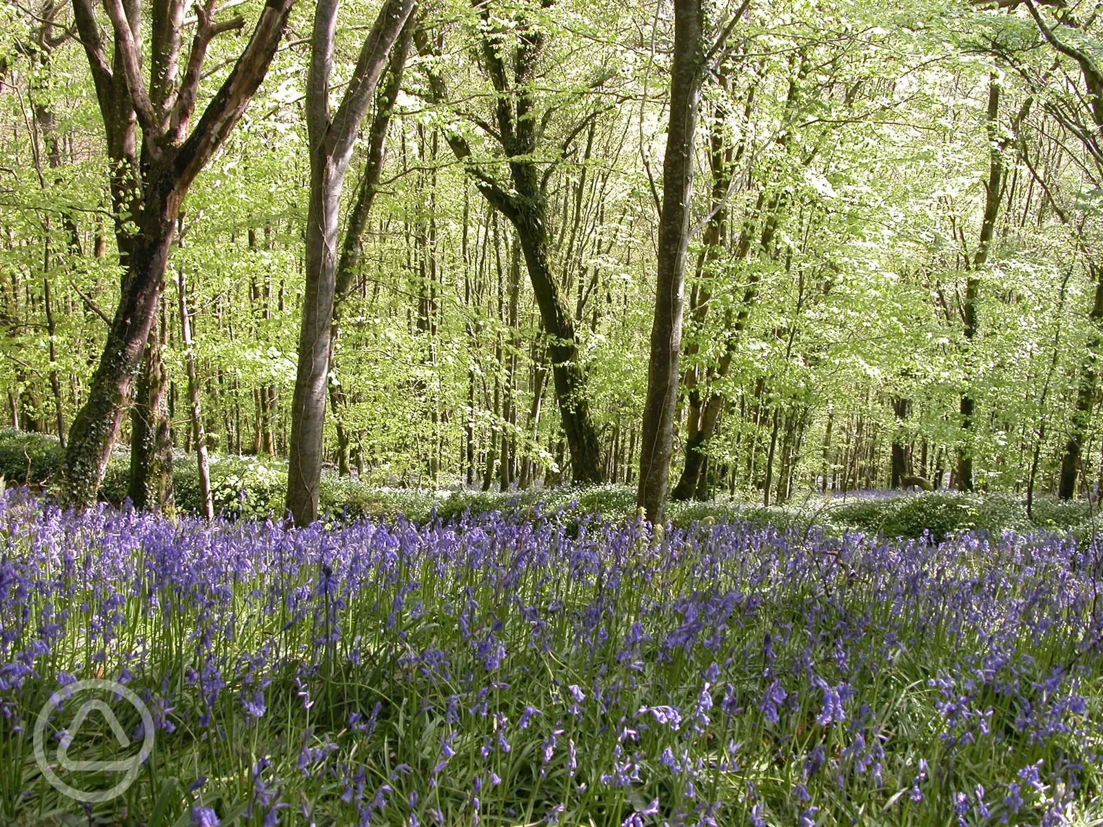 Bluebell woods at Treworgey in May
