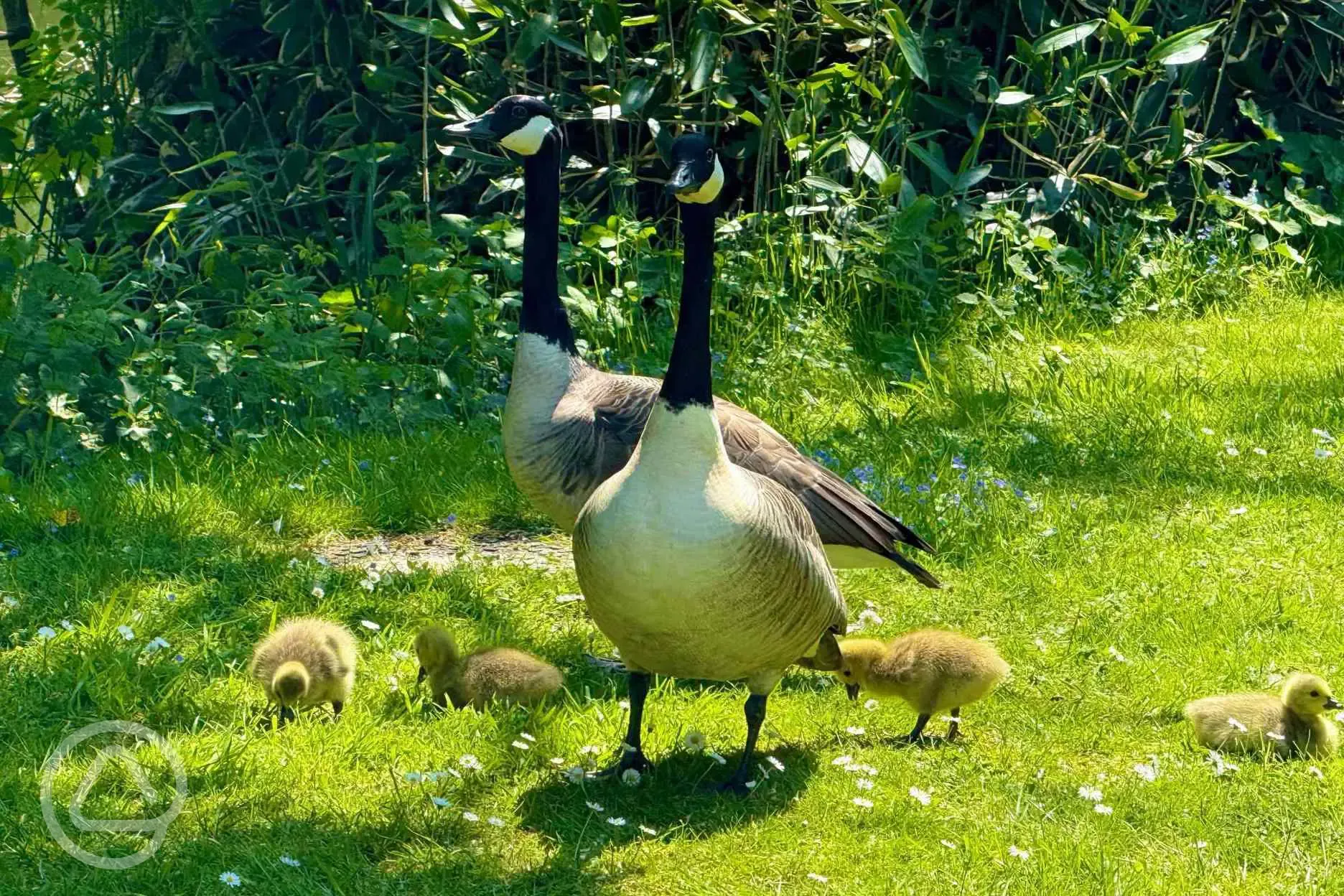 Geese