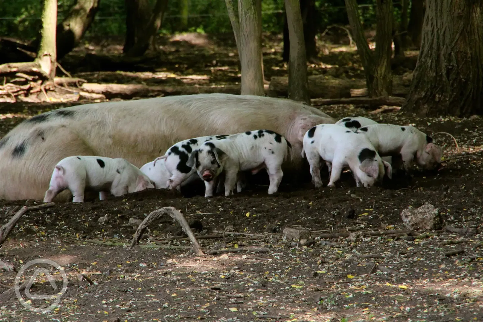 Pigs at The Secret Garden Touring Park