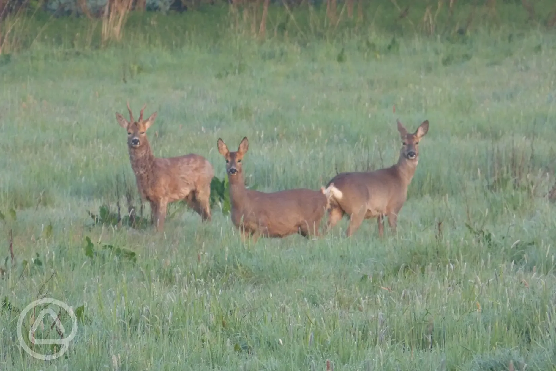 Roe Deer in neighbouring fields