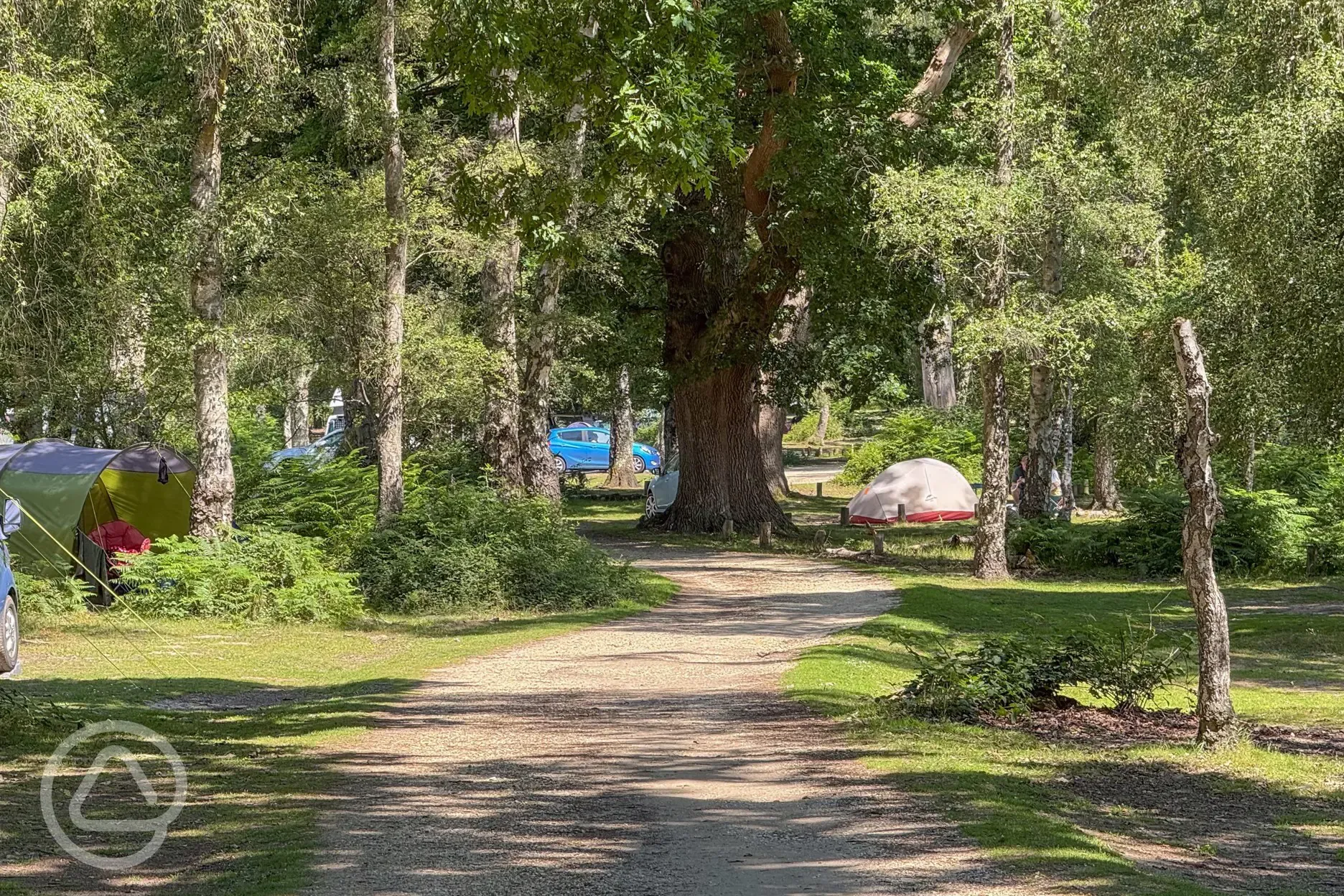 Spacious non electric grass pitches in the woodland 