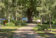 Spacious non electric grass pitches in the woodland Spacious non electric grass pitches in the woodland