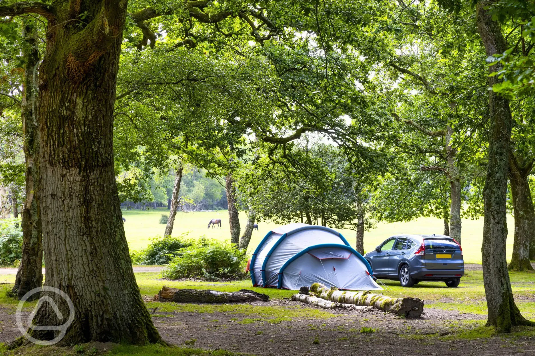 Non electric grass pitch surrounded by trees at Hollands Wood Campsite