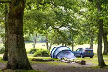Non electric grass pitch surrounded by trees at Hollands Wood Campsite