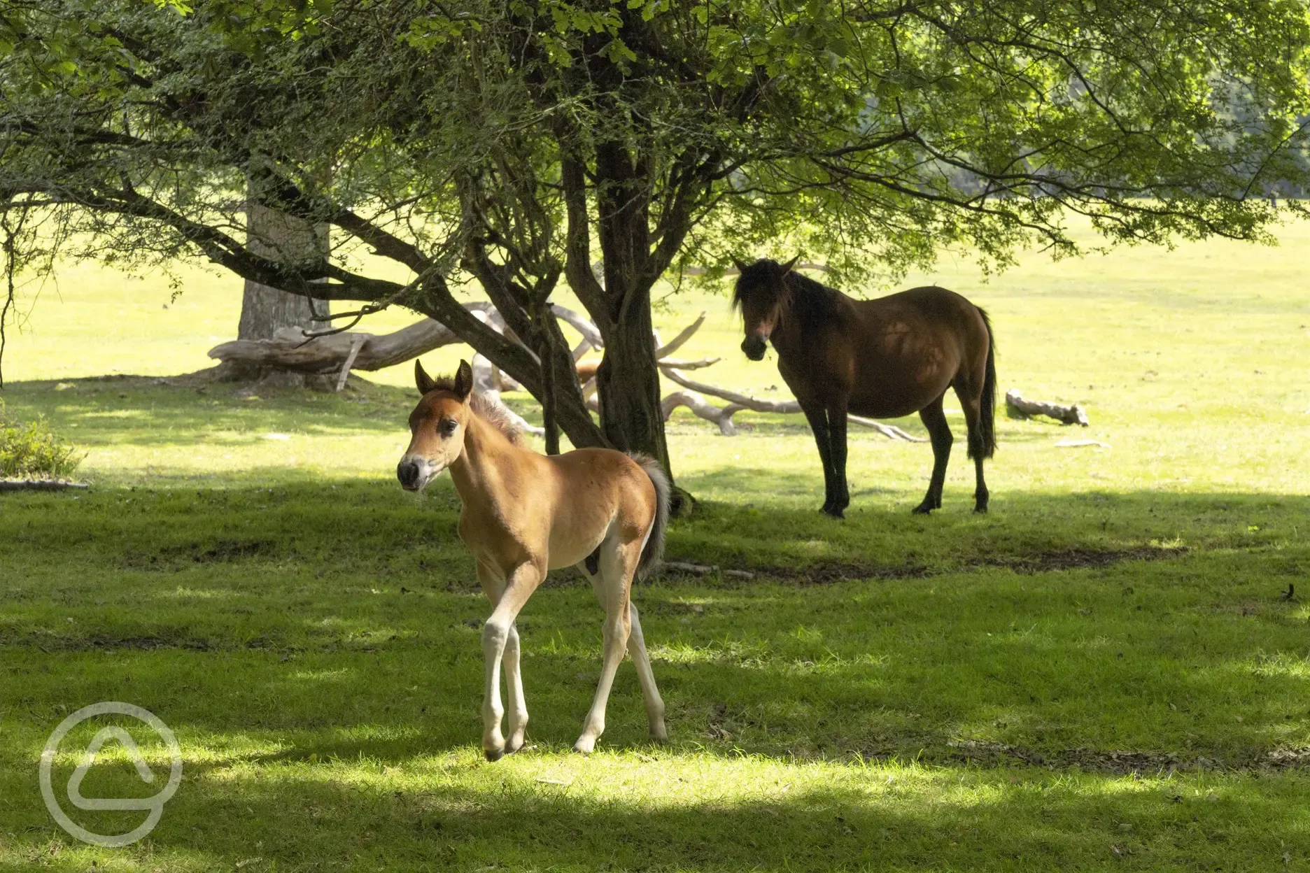 Horses roaming freely in the New Forest onsite