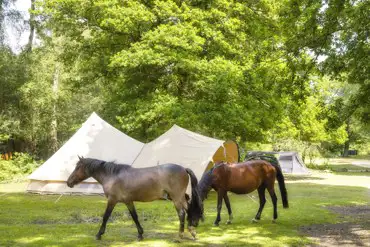 Free roaming horses