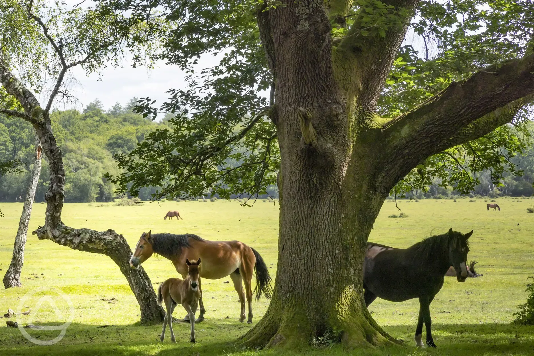 Free roaming horses