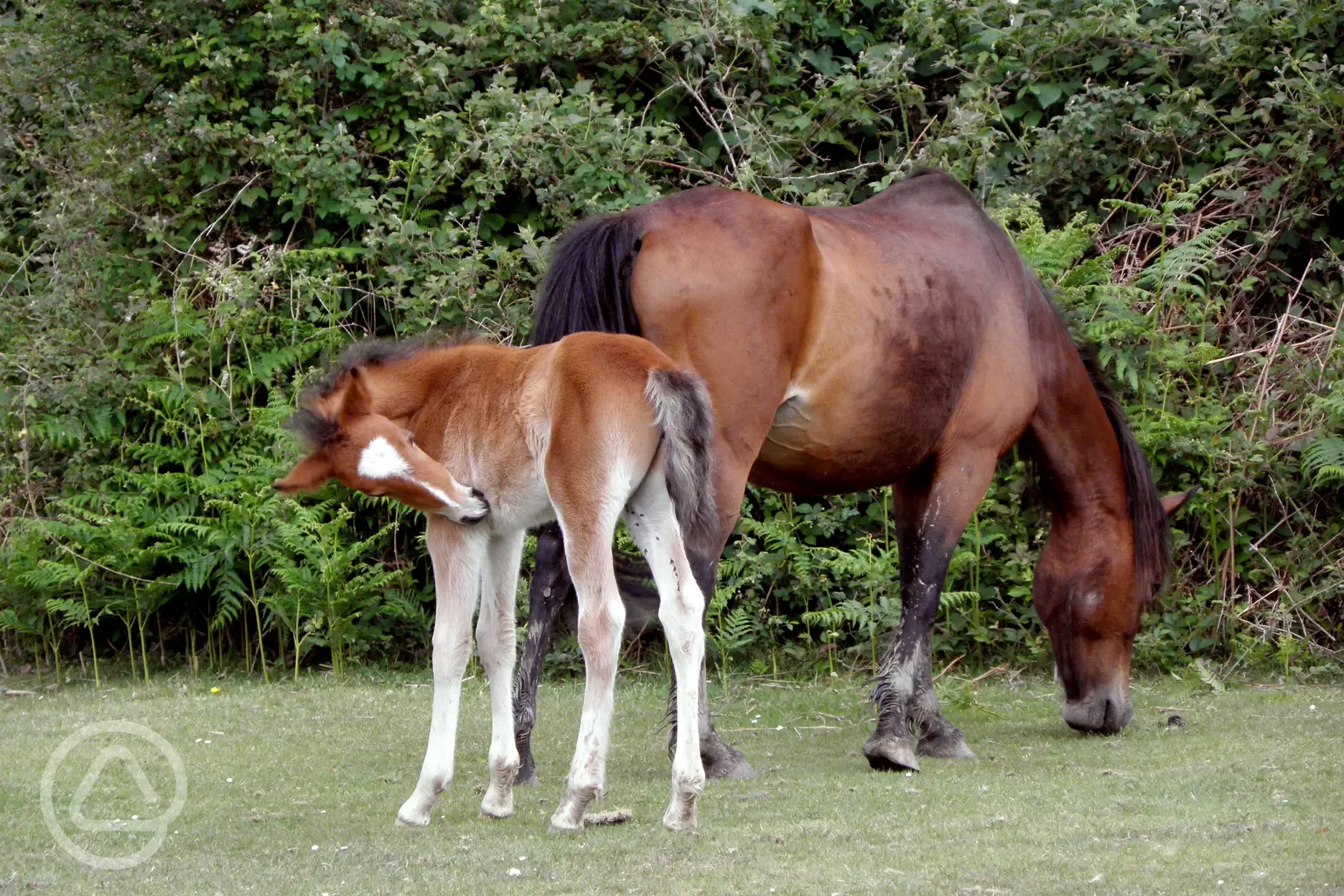 Visiting horses 