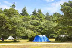 Non electric grass pitches with shady spots under the trees available Non electric grass pitches with shady spots under the trees available