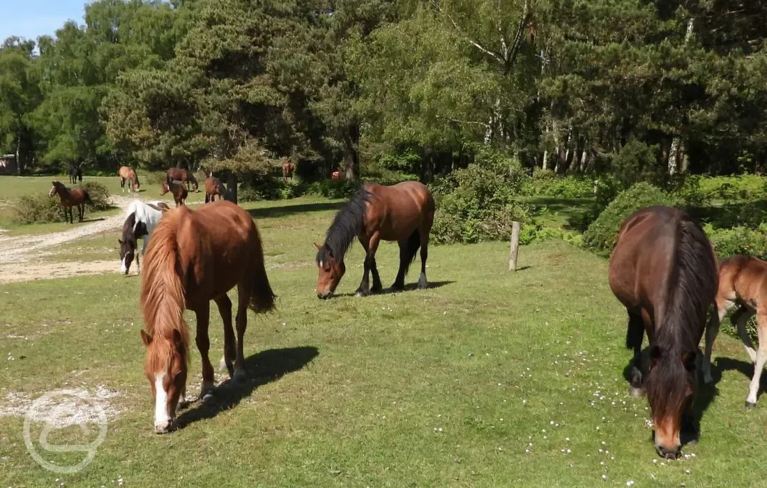 Visiting horses