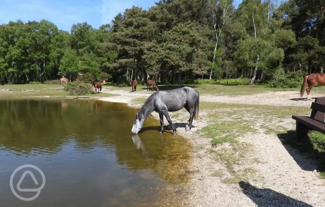 Visiting horses