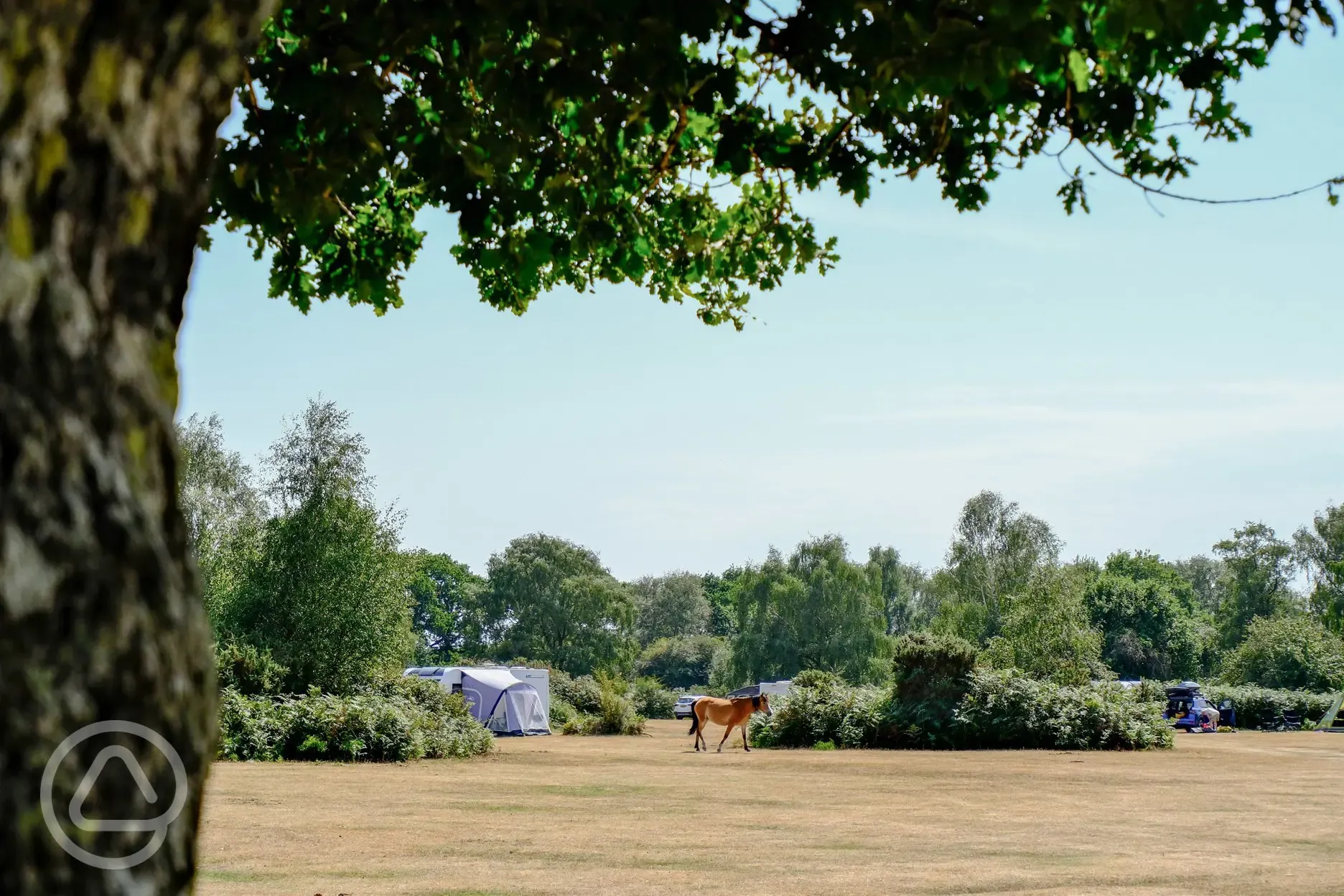 Non electric grass pitches with free roaming New Forest ponies