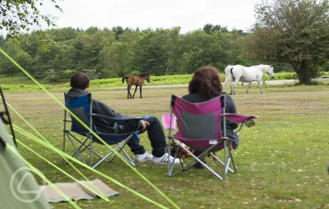 Views of visiting horses